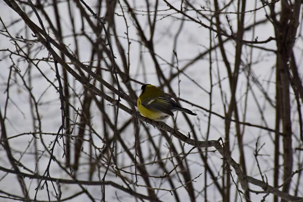 A beautiful tit sits on a tree branch in a winter forest with its back to the photographer close up