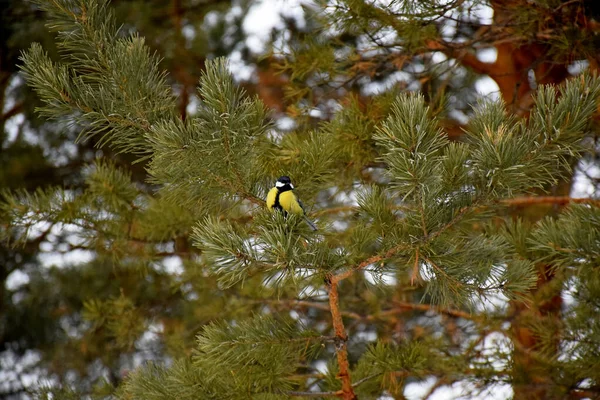 Beautiful Yellow Black Tit Close Sitting Branches Pine Tree — Stock Photo, Image