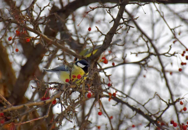 A beautiful yellow-black tit sits on the branches of an Apple tree sprinkled with frozen red apples