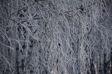 Soğuk bir günde, dallarda güzel kar ve kar taneleri.