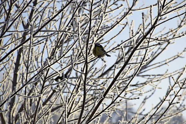 Tit sitting on tree branches covered with frost