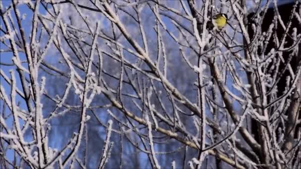 一个胆小的人坐在被霜冻覆盖的树上 回头看 — 图库视频影像
