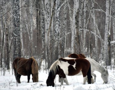 Farklı renklerde bir at sürüsü kış ormanlarında otlar, karların altında ot ararlar.