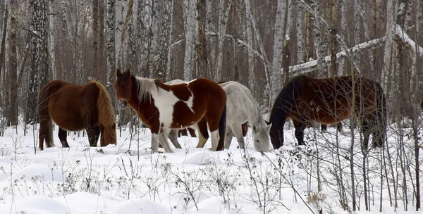 Herd Horses Different Colors Graze Winter Forest Looking Grass Snow — Stock Photo, Image
