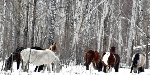 Herd Horses Different Colors Graze Winter Forest Looking Grass Snow — Stock Photo, Image