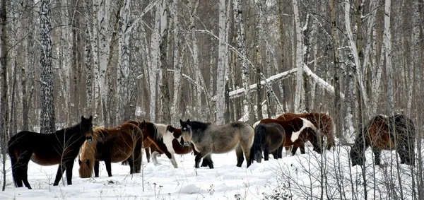 Herd Horses Different Colors Graze Winter Forest Looking Grass Snow — Stock Photo, Image