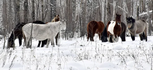 Herd Horses Different Colors Graze Winter Forest Looking Grass Snow — Stock Photo, Image