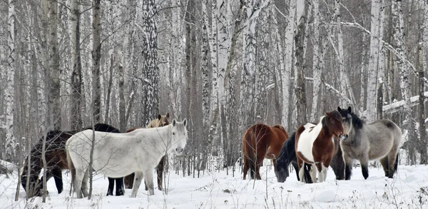 Una Manada Caballos Diferentes Colores Pastan Bosque Invierno Buscando Hierba —  Fotos de Stock