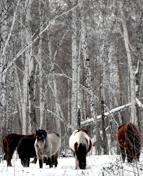 Stado Koni Różnym Kolorze Wypasu Zimowym Lesie Szukających Trawy Pod — Zdjęcie stockowe