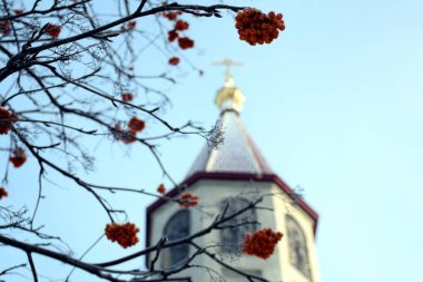Dağ külü dalları, tapınağın çan kulesi ve mavi gökyüzünün arka planına yakın olan güzel kırmızı böğürtlen kümeleri. Fotoğraf 04.02.2021 'de Omsk' ta çekildi..