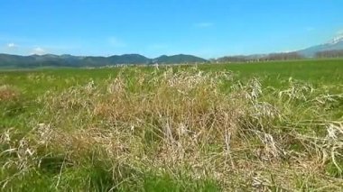 Rüzgarda bahar zaman çimen.