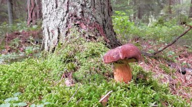 Yosun içinde büyüyen ormanda mantar