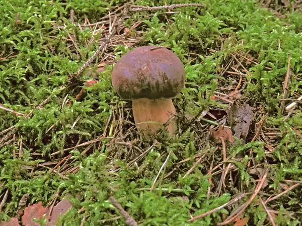 Деталі грибів у лісі, що ростуть у моху — стокове фото