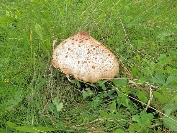 Gig mushroom detail in meadow growing — Stock Photo, Image