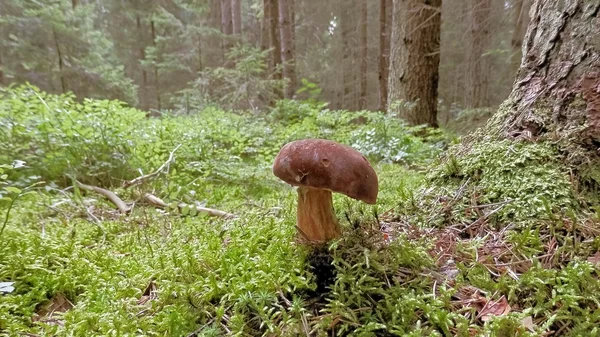 Mushroom detail in forest growing in moss — Stock Photo, Image