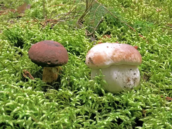 Гриби двоє друзів в м'якому лісовому моху — стокове фото
