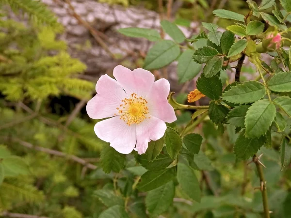 Flower The dog rose shrub in the garden for tea — Stock Photo, Image