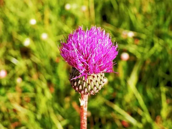 Cardo de planta no prado de verão — Fotografia de Stock