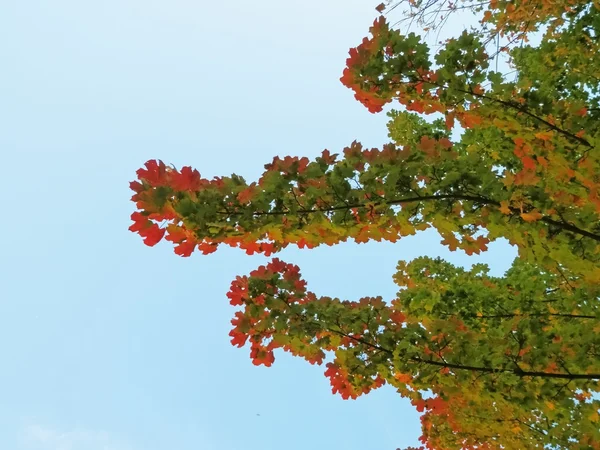Strom a jeho barvy listí podzimní čas 8 — Stock fotografie