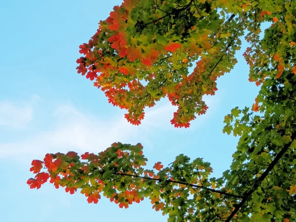 Strom a jeho listy barvy A podzimní čas — Stock fotografie