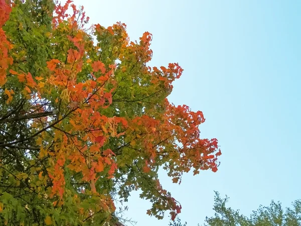 Strom a jeho barvy listí, podzimní čas — Stock fotografie