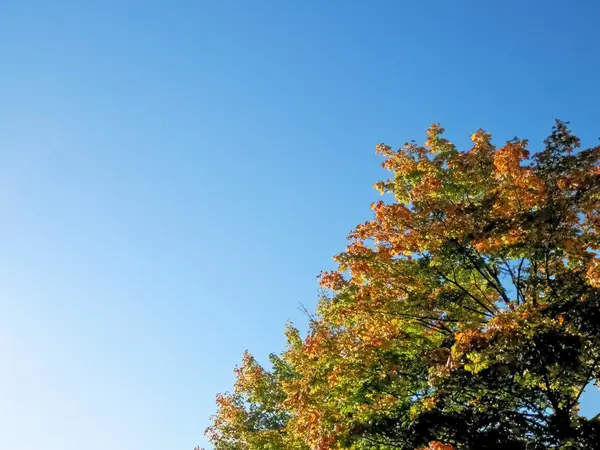 Strom a jeho barvy listí podzimní čas 4 — Stock fotografie