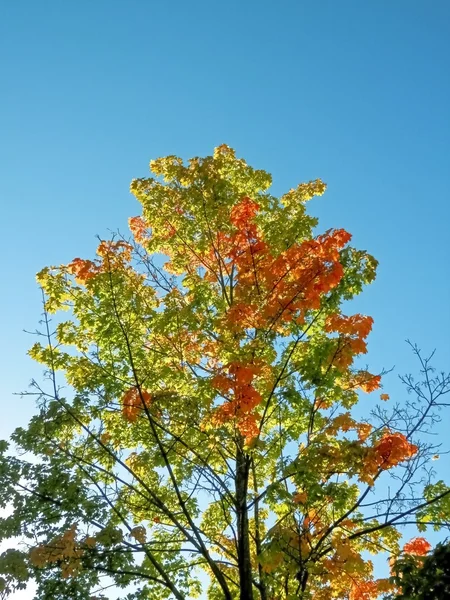 L'arbre et ses feuilles colorent l'automne 2 — Photo