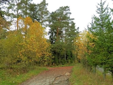 Ağaçlar Sonbahar ve kalış orman için bir ağ geçidi