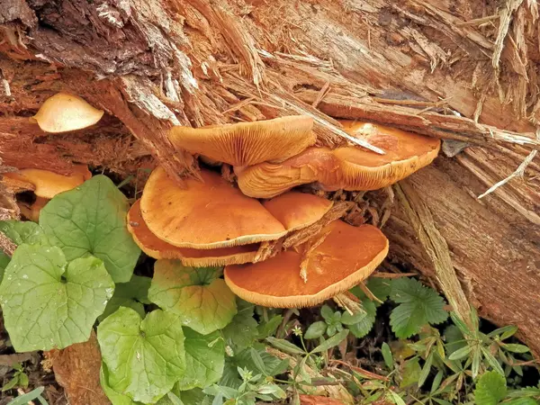 Природа дивовижне життя грибів — стокове фото