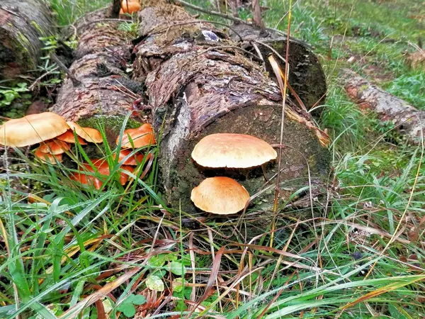 Природа дивовижне життя грибів — стокове фото