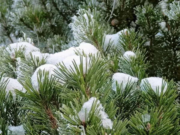 霜や冬の木に雪. — ストック写真