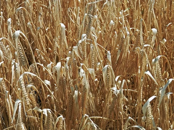 Fältet och spannmål i sommar — Stockfoto