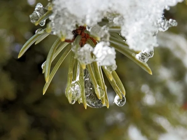 Nieve y hielo se derriten en primavera Fotos De Stock Sin Royalties Gratis