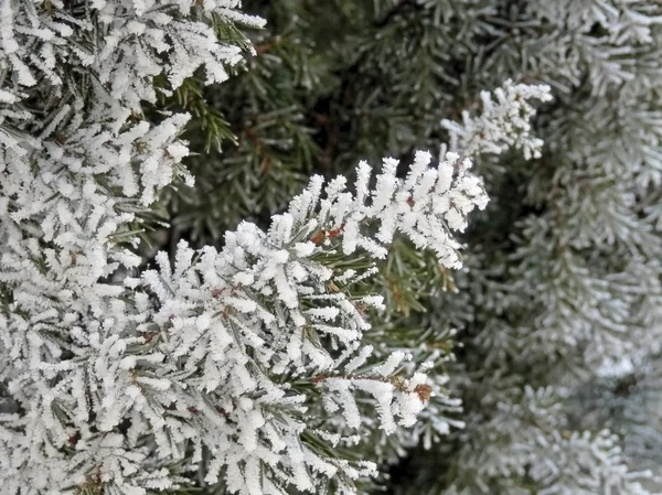 冬の hoarfrost の天気アートと自然. — ストック写真