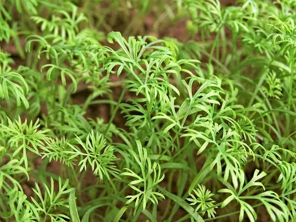 Dill während des Wachstums im Garten. — Stockfoto