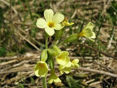 Baharın gelişini rapor çuha çiçeği.