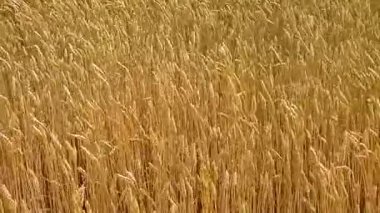 Tahıl bükülmüş Rüzgar alanında.