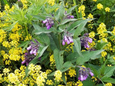 Karakafes Euphorbia bitkiler sarı çiçekler arasında büyüdüm.