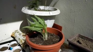 Ramsons rüzgarda hareketli.