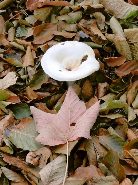 葉で育つキノコ. — ストック写真