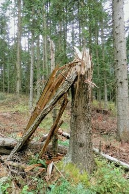 Ağacı doğal olarak bir fırtına sırasında yıldırım.