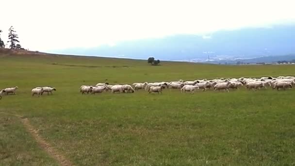 Troupeau surprise moutons dans le tourisme .