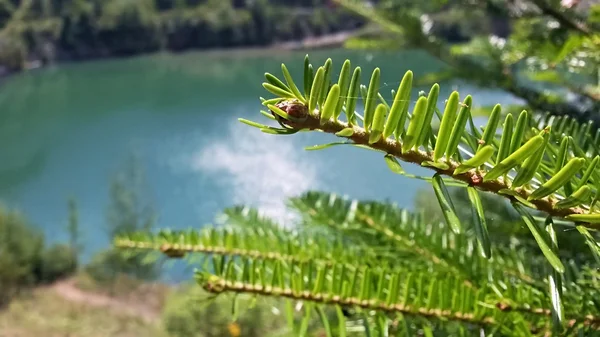 Tree branch detail in the background Lake — Stock Photo, Image