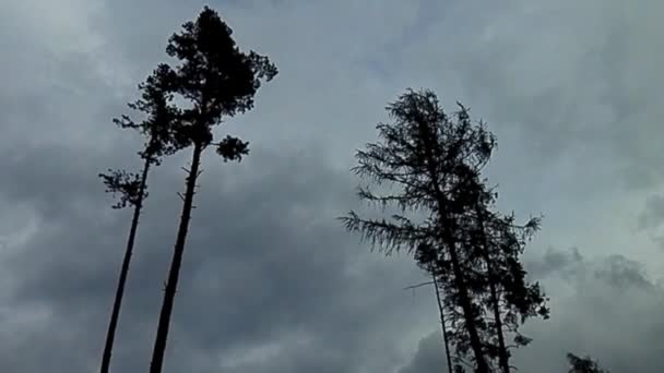 Dos árboles ondeando en el viento — Vídeos de Stock