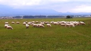 Koyun sürüsü kameraman saldırıları.