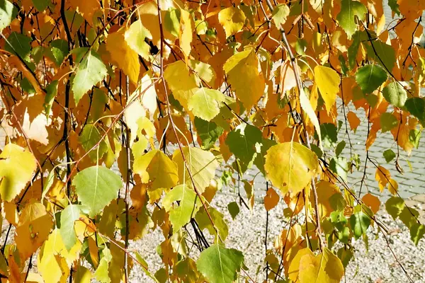 Podzimní příroda a výhled z rostlin a stromů. — Stock fotografie