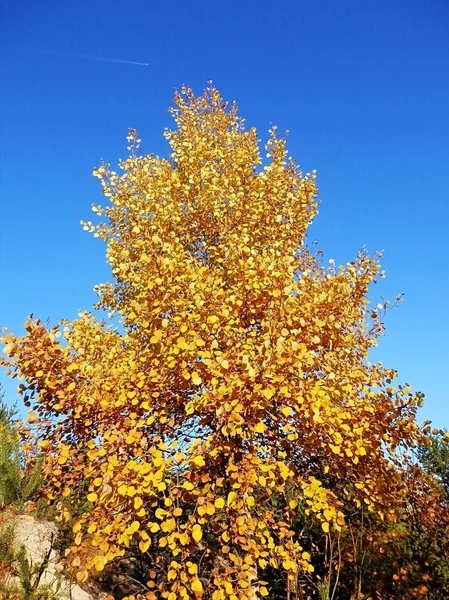 Podzimní příroda a výhled z rostlin a stromů. — Stock fotografie