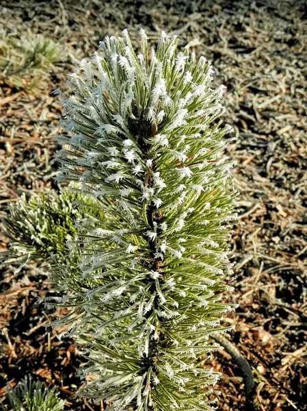 Frost på en gren om vinteren – stockfoto
