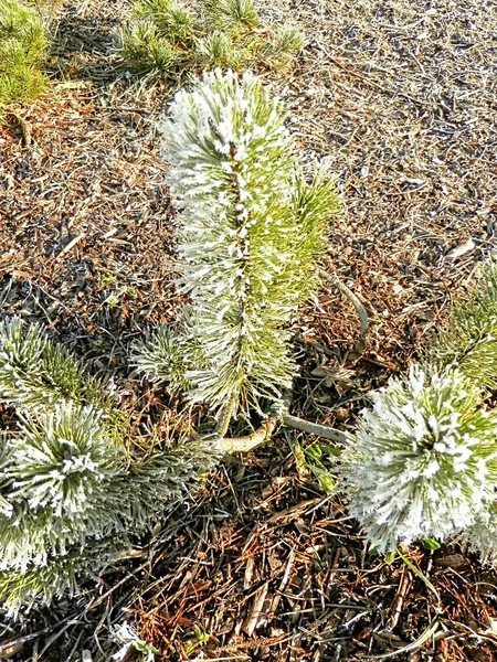 Frost auf einem Ast im Winter — Stockfoto