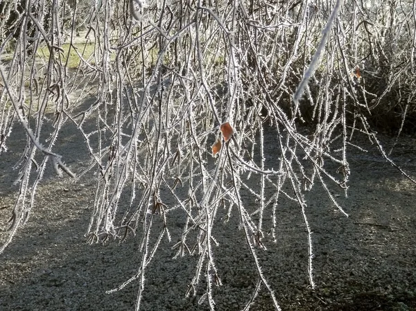 Froid sur une branche d'arbre en hiver — Photo